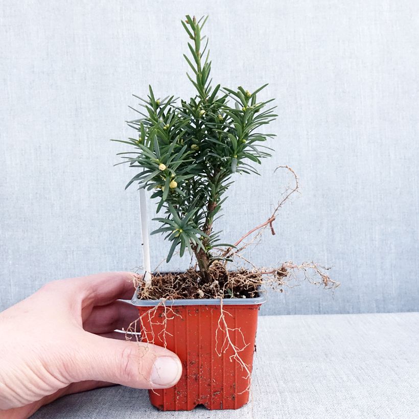 Amostra de Taxus media Hicksii Vaso de 8/9 cm tal como entregue no inverno