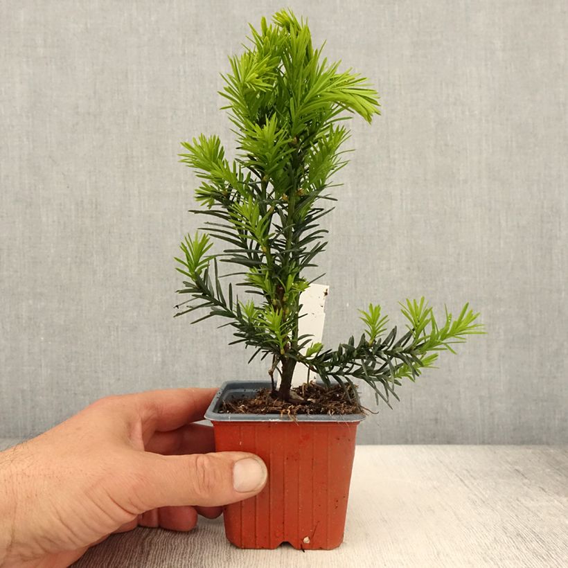 Amostra de Taxus media Hicksii Vaso de 8/9 cm tal como entregue na primavera