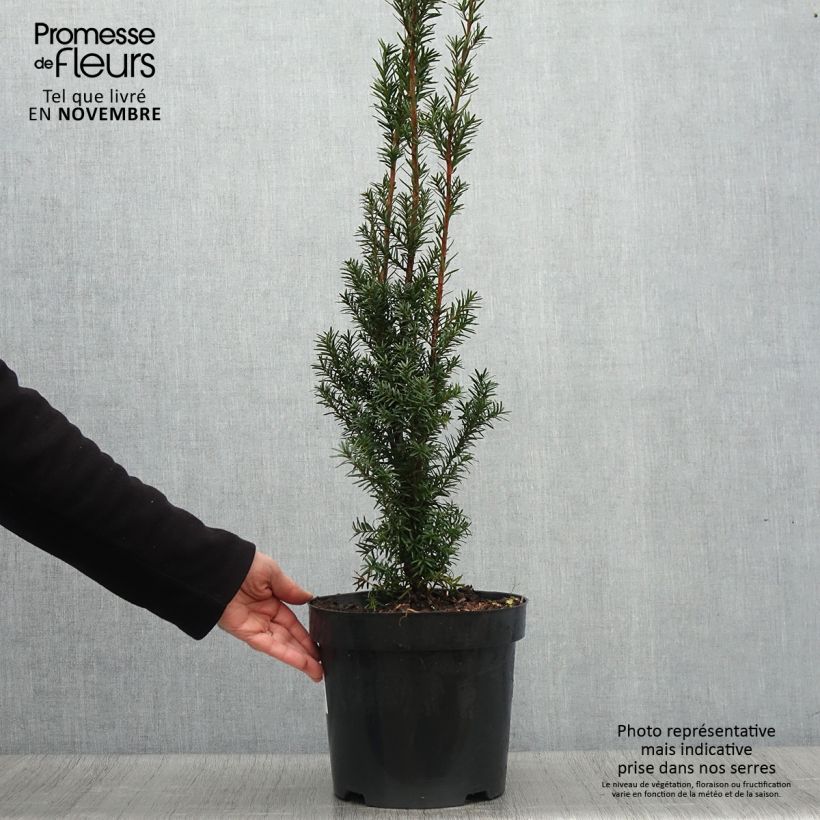 Amostra de Taxus media Hicksii Vaso de 7,5 L/10 L tal como entregue no outono