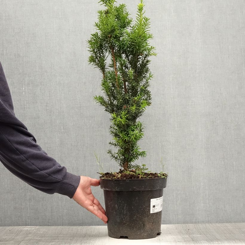 Amostra de Taxus media Hicksii Vaso de 7,5 L/10 L tal como entregue no verão