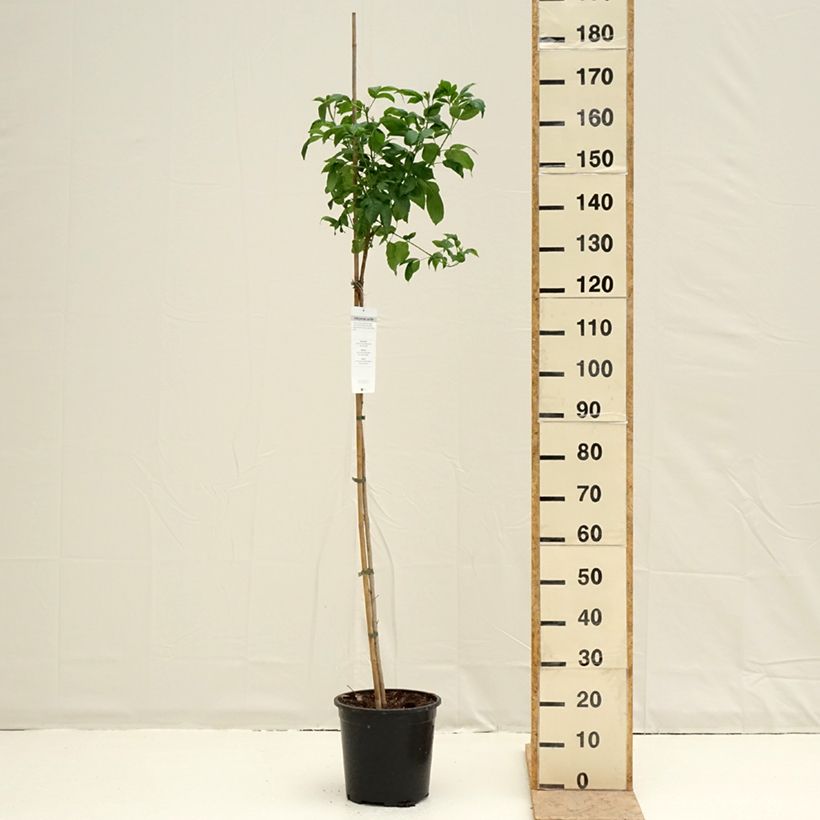 Amostra de Tecoma stans - Trompette d'or Vaso de 7,5 L/10 L tal como entregue na primavera