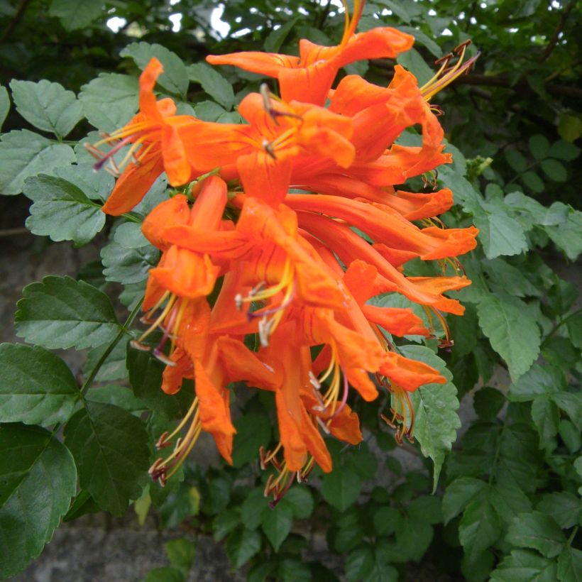 Tecoma capensis (Floração)
