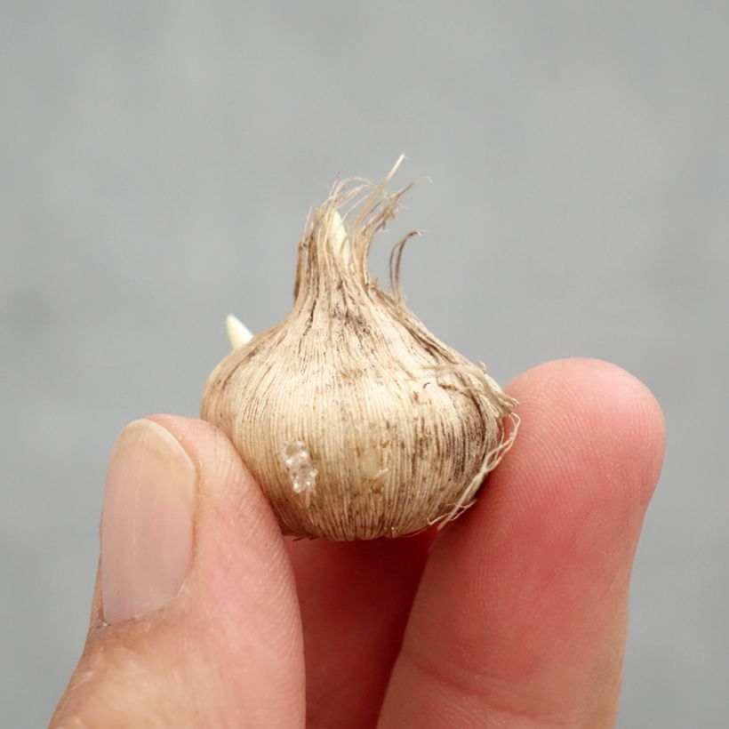 Amostra de Tecophilaea cyanocrocus var. leichtlinii - Crocus bleu du Chili Bulbe Kaliber/Größe I tal como entregue na primavera