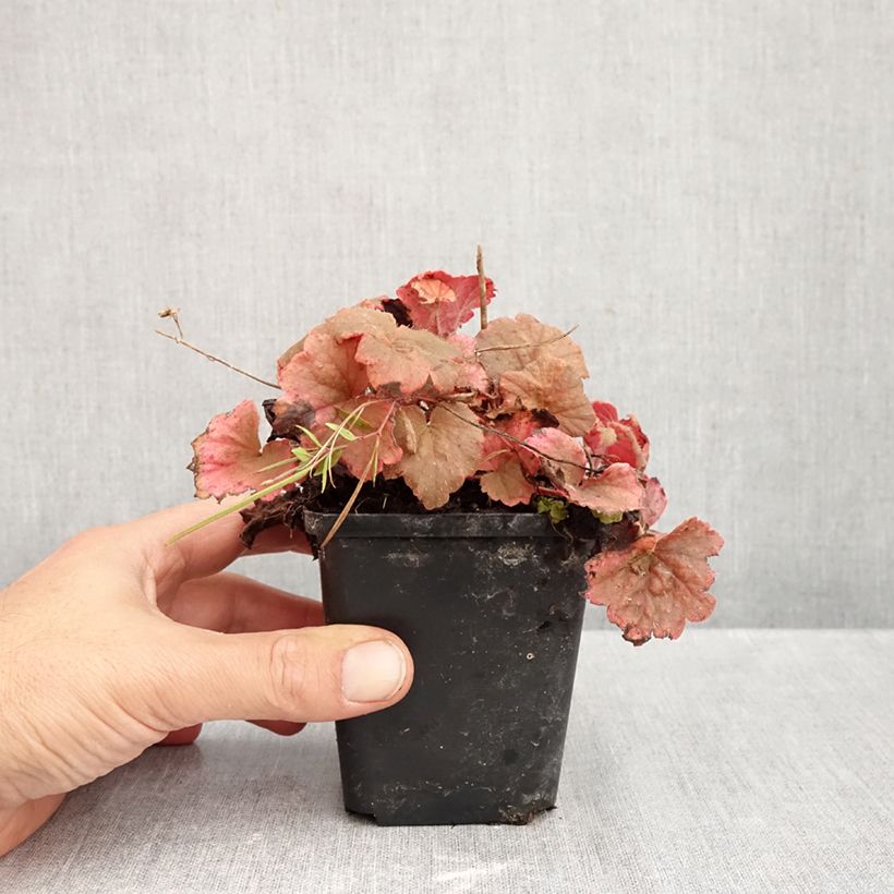 Amostra de Tellima grandiflora Rubra Vaso de 8/9 cm tal como entregue no outono