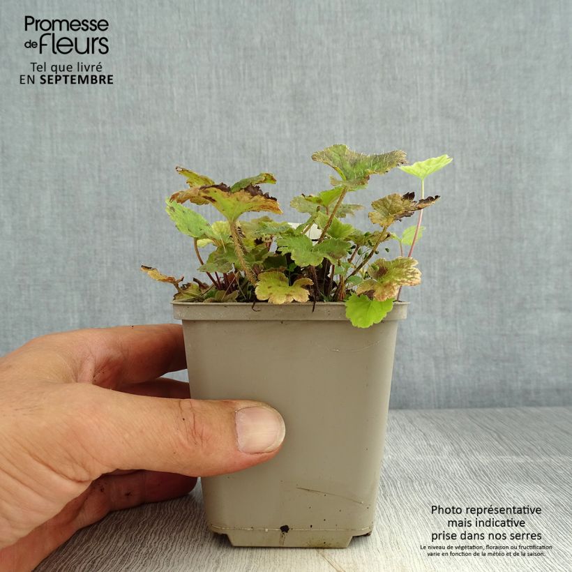 Amostra de Tellima grandiflora Rubra Vaso de 8/9 cm tal como entregue no verão