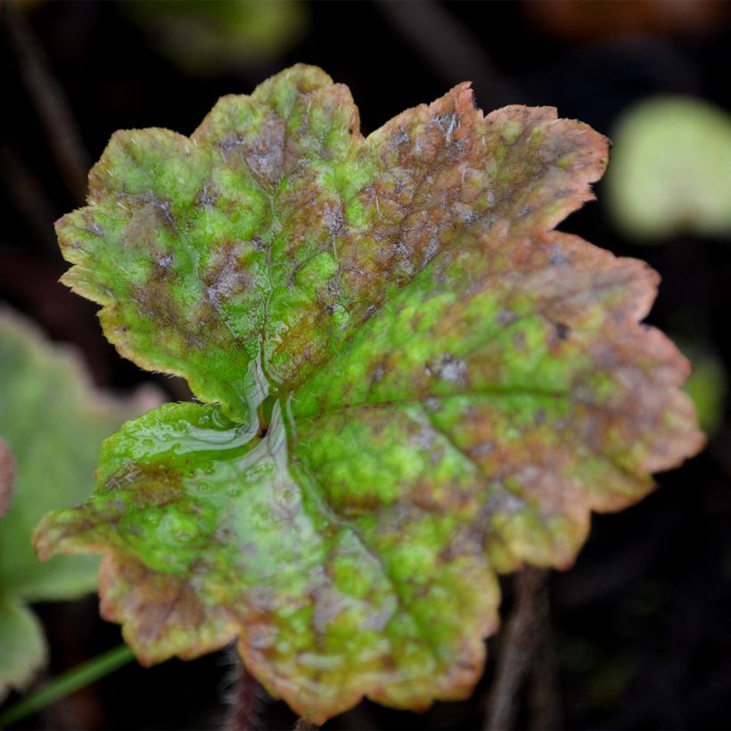 Tellima grandiflora Rubra (Folhagem)