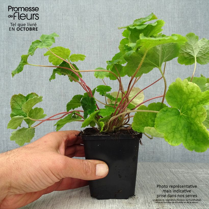 Amostra de Tellima grandiflora Vaso de 8/9 cm tal como entregue no outono