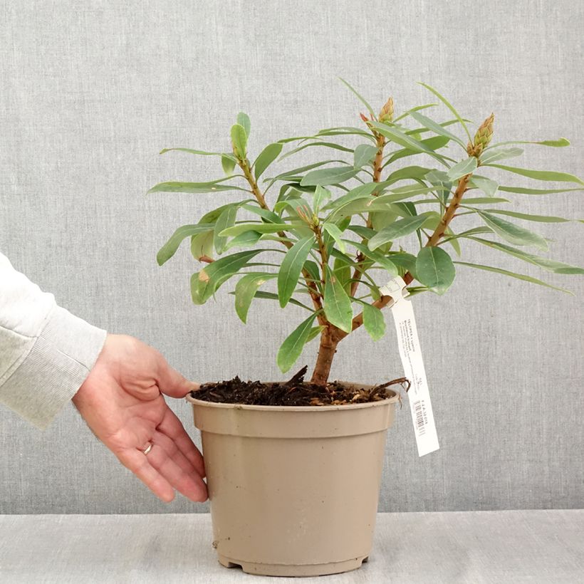 Amostra de Telopea Braidwood Brilliant Pot de 4L/5L tal como entregue no outono