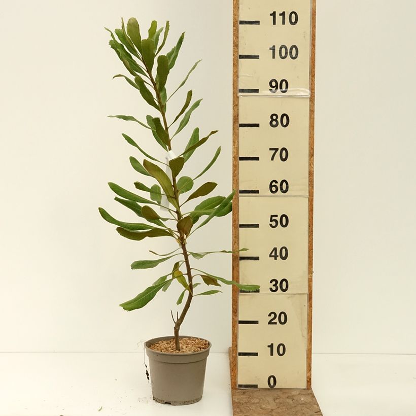 Amostra de Telopea speciosissima Red Embers Vaso de 4 L/5 L tal como entregue no verão