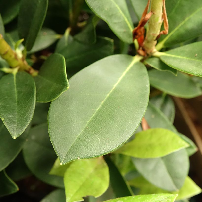 Telopea speciosissima (Folhagem)
