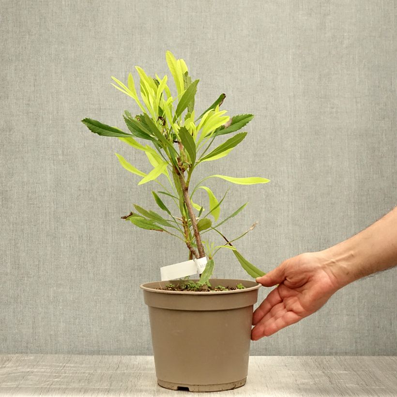 Amostra de Telopea speciosissima White Vaso de 4 L/5 L tal como entregue no verão