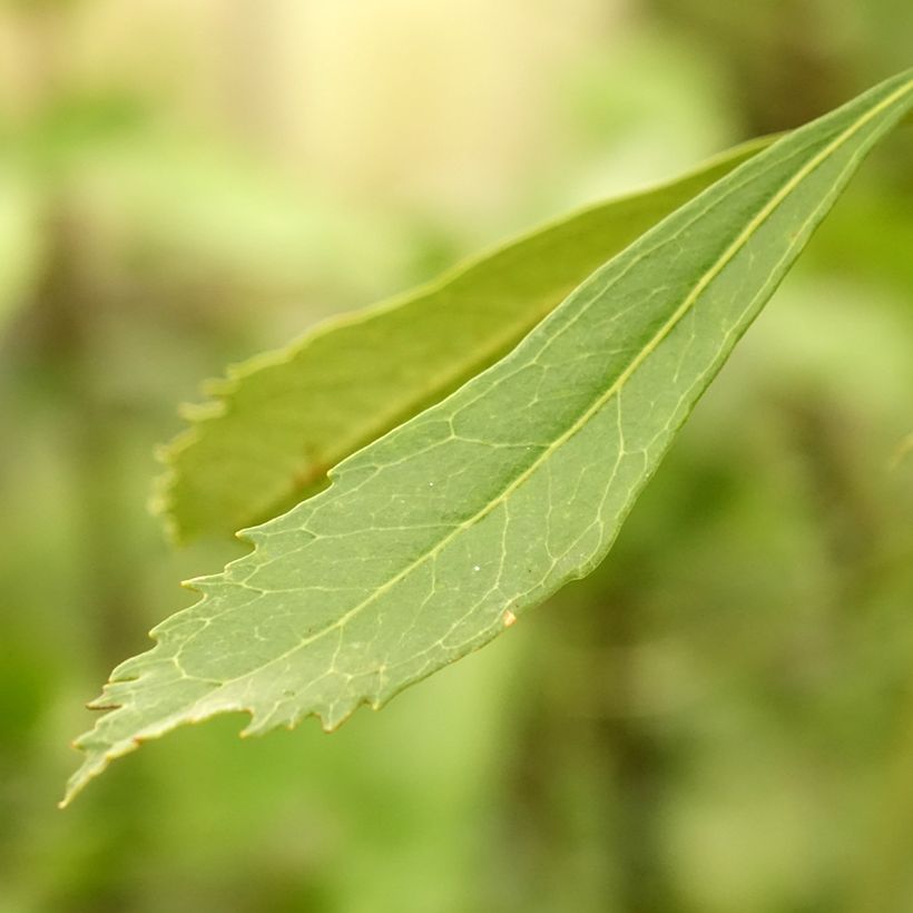 Telopea speciosissima White (Folhagem)