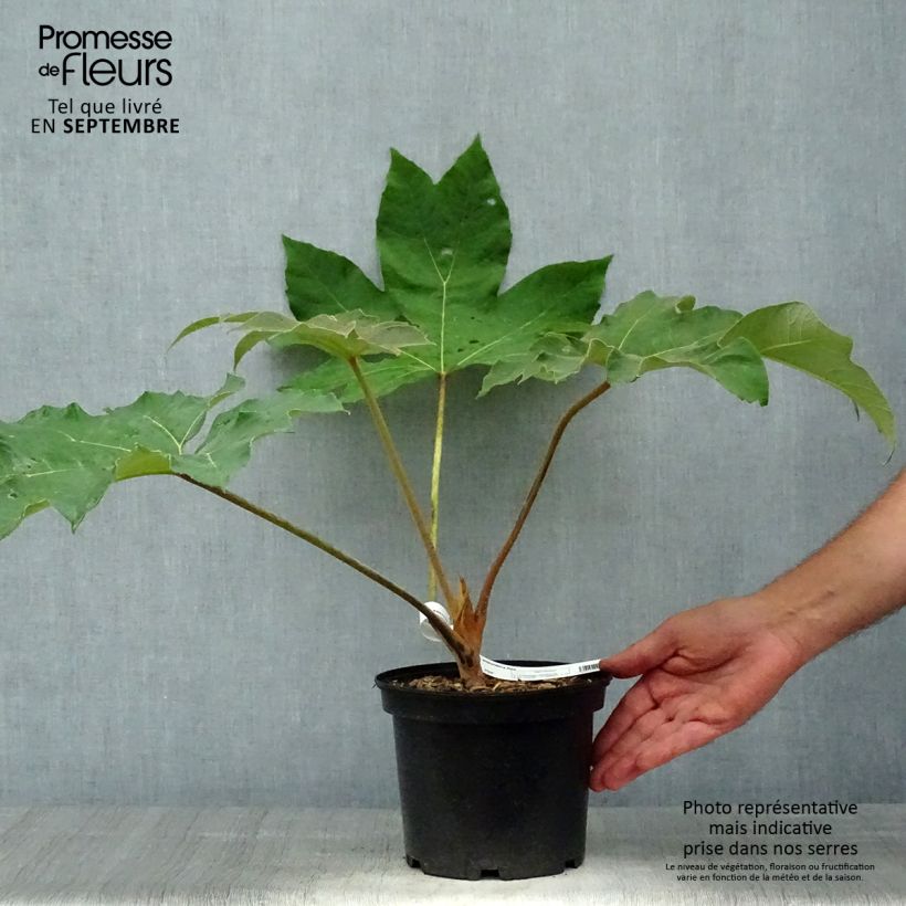 Amostra de Tetrapanax papyrifera Rex Vaso de 3 L/4 L tal como entregue no outono