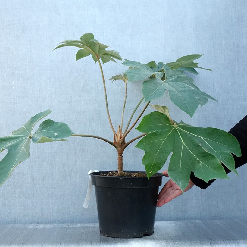 Amostra de Tetrapanax papyrifera Rex Vaso de 6 L/7 L tal como entregue no outono