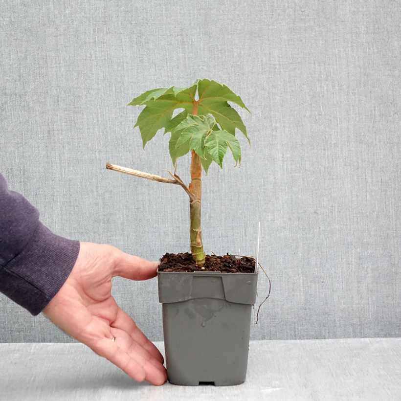 Amostra de Tetrapanax papyrifera Rex Vaso de 10 cm/11 cm tal como entregue no outono