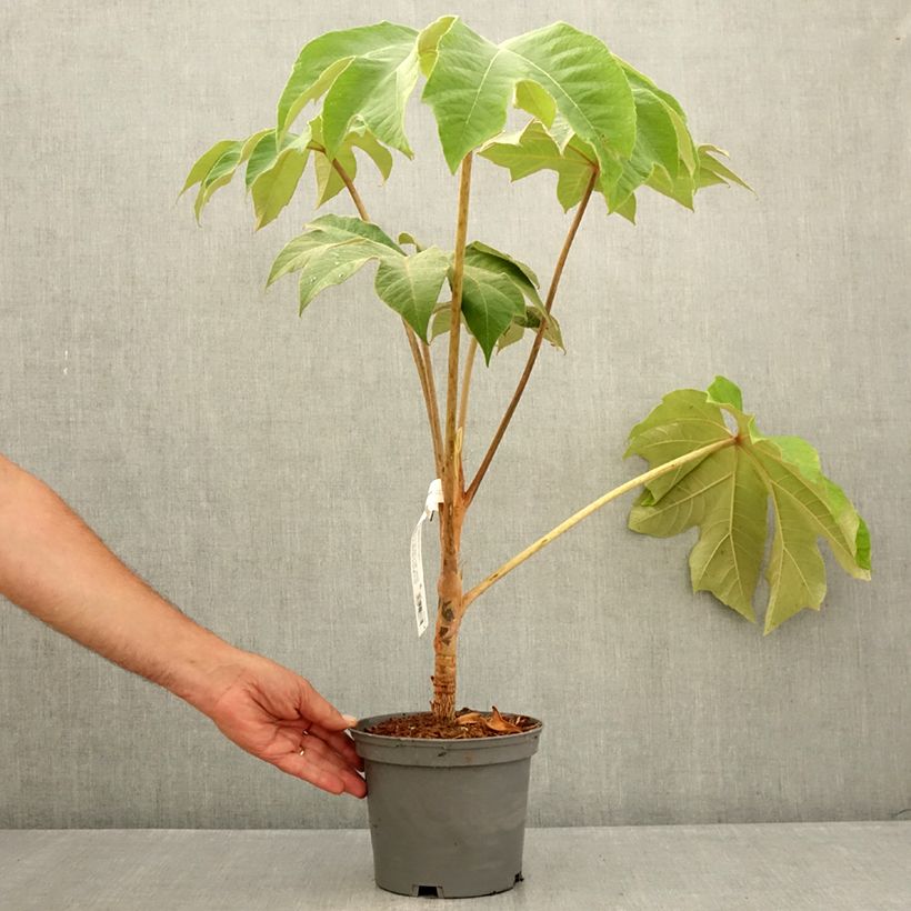 Amostra de Tetrapanax papyrifera Rex Vaso de 3 L/4 L tal como entregue no verão
