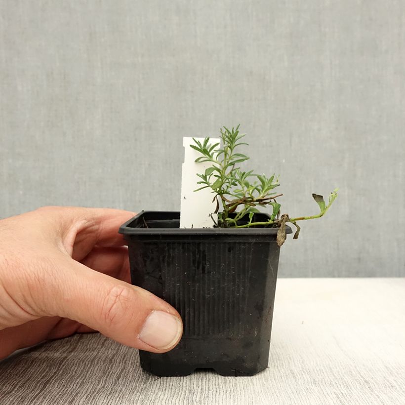 Amostra de Teucrium ackermanii Vaso de 8/9 cm tal como entregue no outono