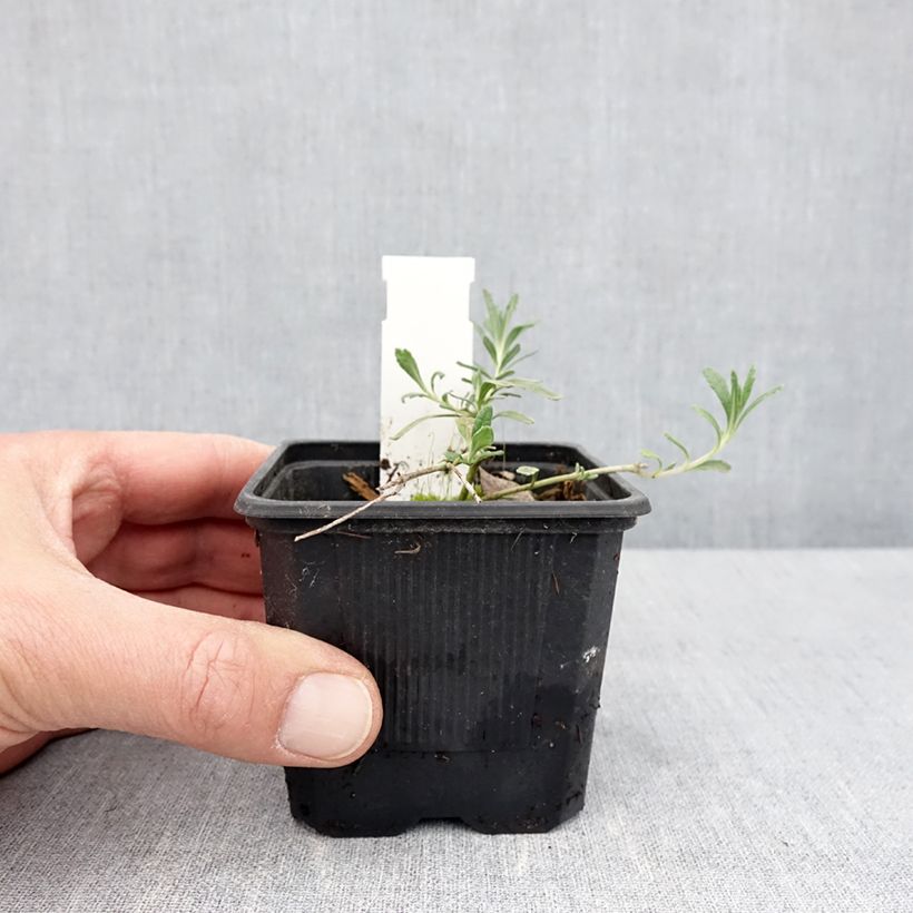 Amostra de Teucrium ackermanii Vaso de 8/9 cm tal como entregue na primavera