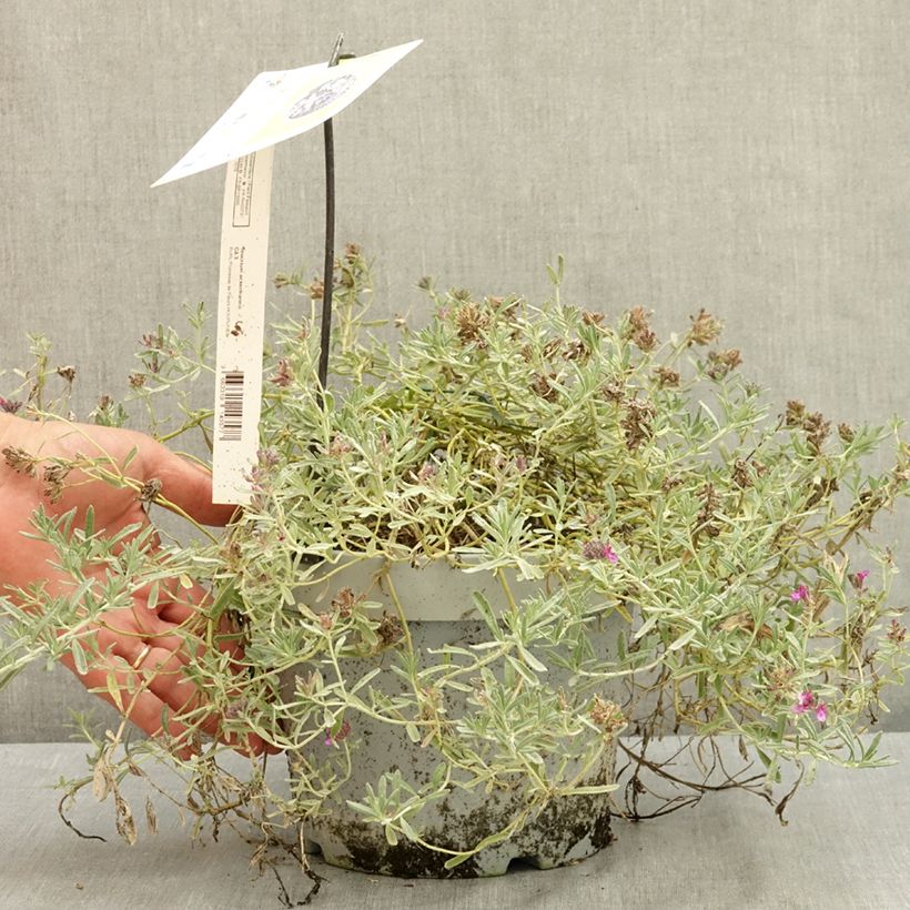 Amostra de Teucrium ackermanii Vaso de 3 L/4 L tal como entregue no verão
