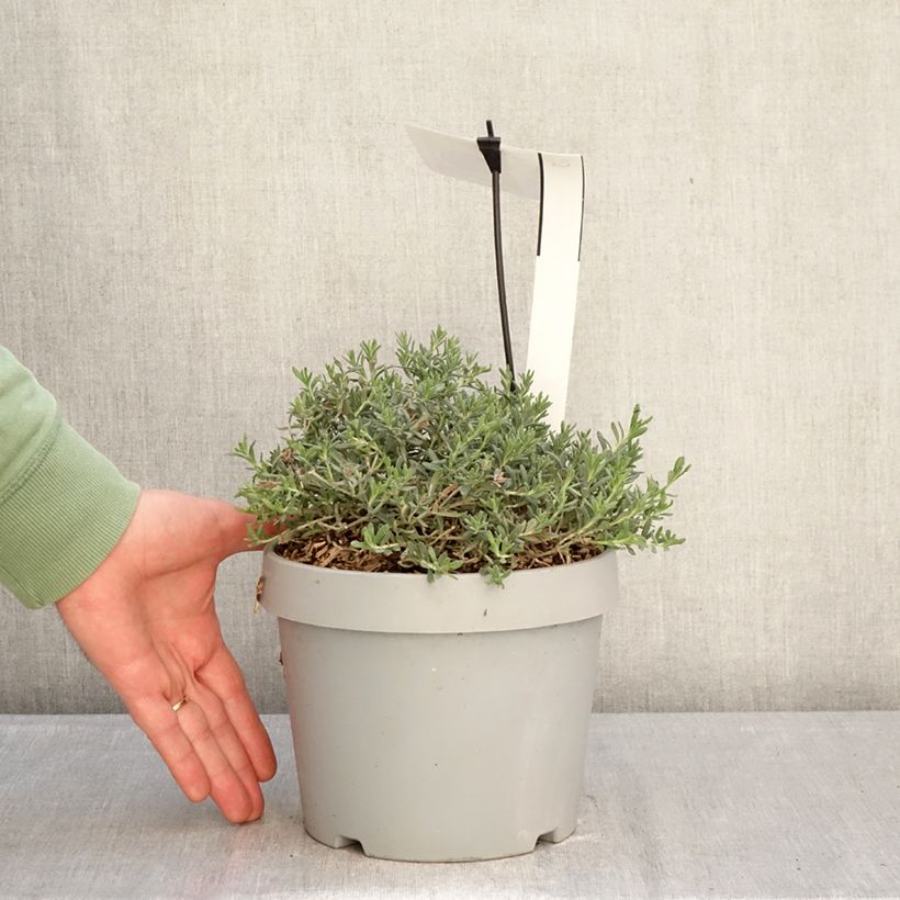 Amostra de Teucrium ackermanii Vaso de 3 L/4 L tal como entregue no inverno