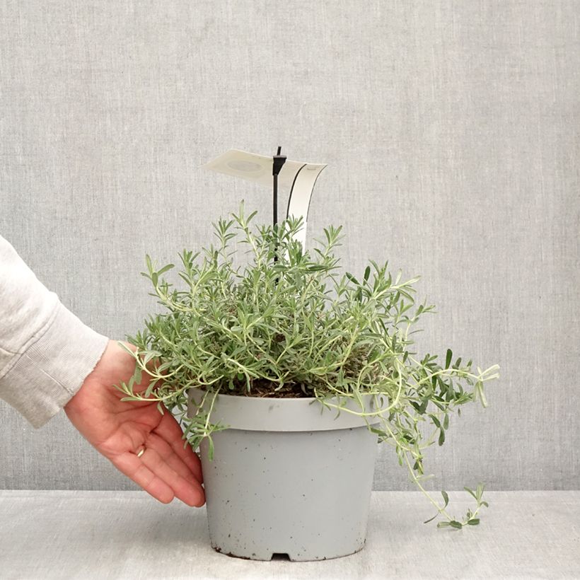 Amostra de Teucrium ackermanii Vaso de 3 L/4 L tal como entregue na primavera