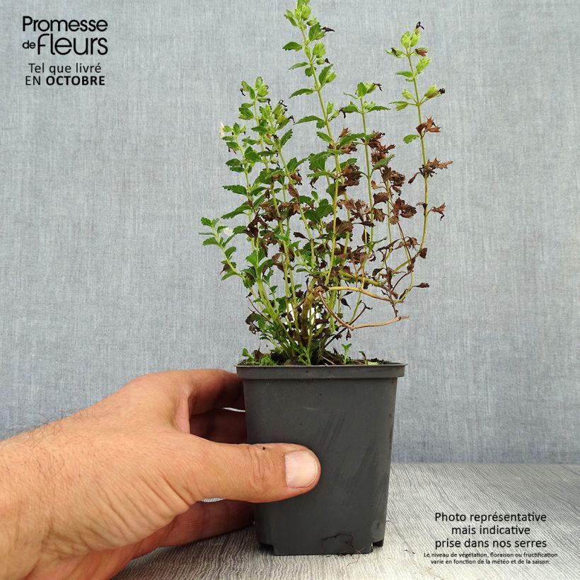 Amostra de Teucrium chamaedrys Alba Vaso de 8/9 cm tal como entregue no outono