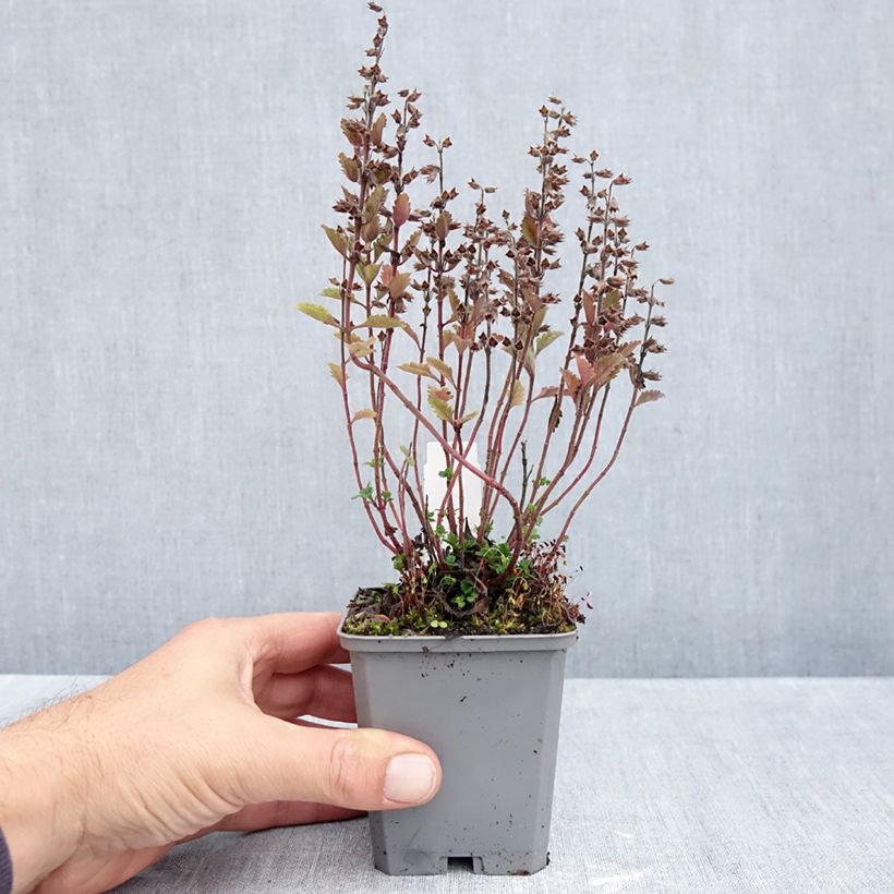 Amostra de Teucrium chamaedrys Wild Form Vaso de 8/9 cm tal como entregue no outono