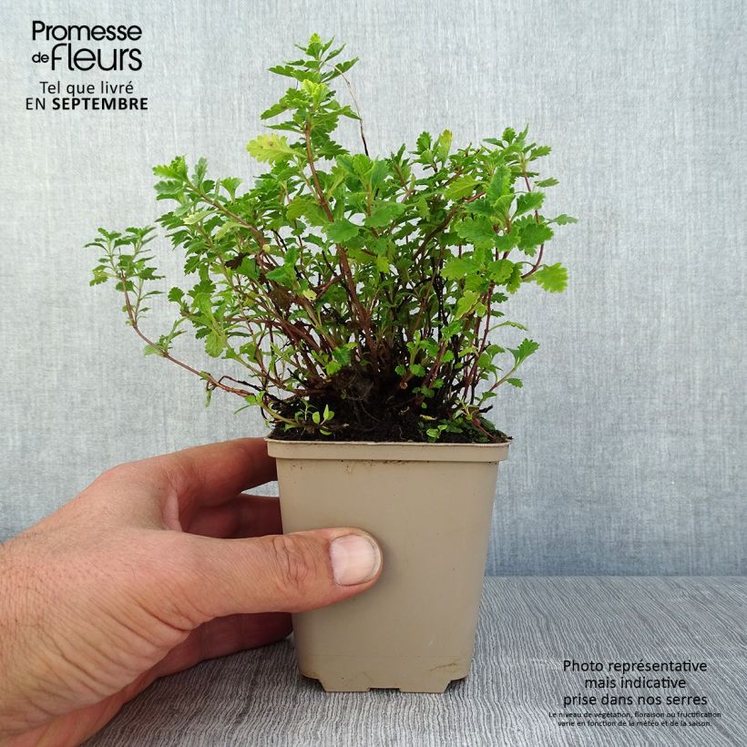 Amostra de Teucrium chamaedrys Wild Form Vaso de 8/9 cm tal como entregue no verão