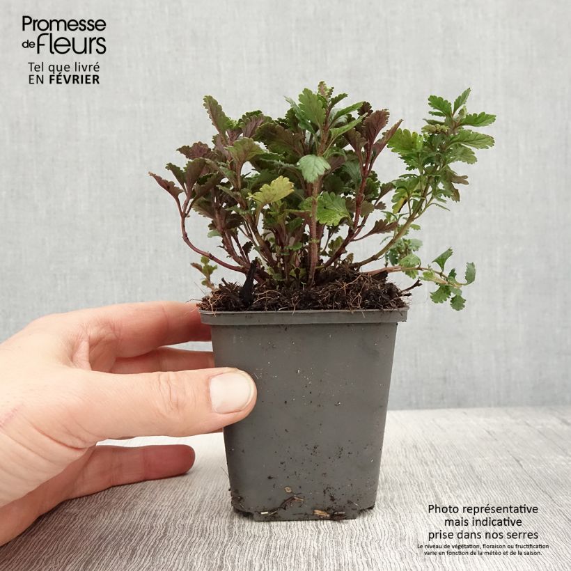 Amostra de Teucrium chamaedrys Wild Form Vaso de 8/9 cm tal como entregue no inverno