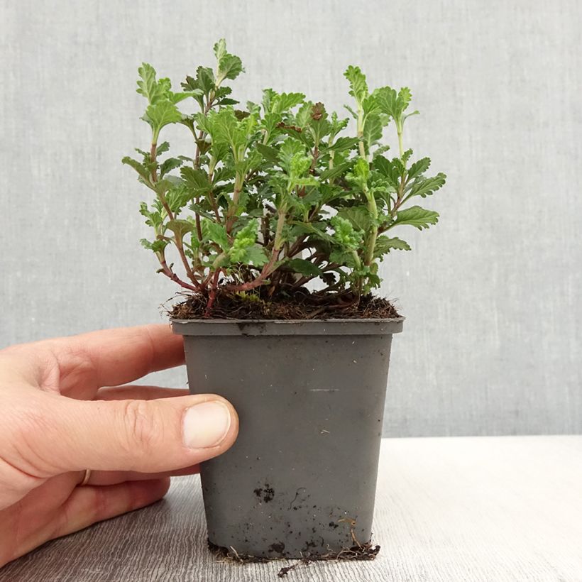 Amostra de Teucrium chamaedrys Wild Form Vaso de 8/9 cm tal como entregue na primavera