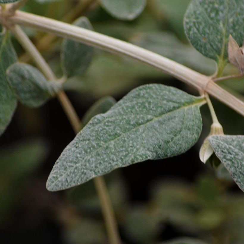 Teucrium fruticans Azureum (Folhagem)