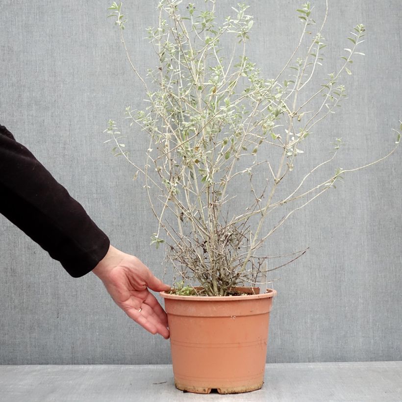 Amostra de Teucrium fruticans Azureum Vaso de 4 L/5 L tal como entregue no inverno