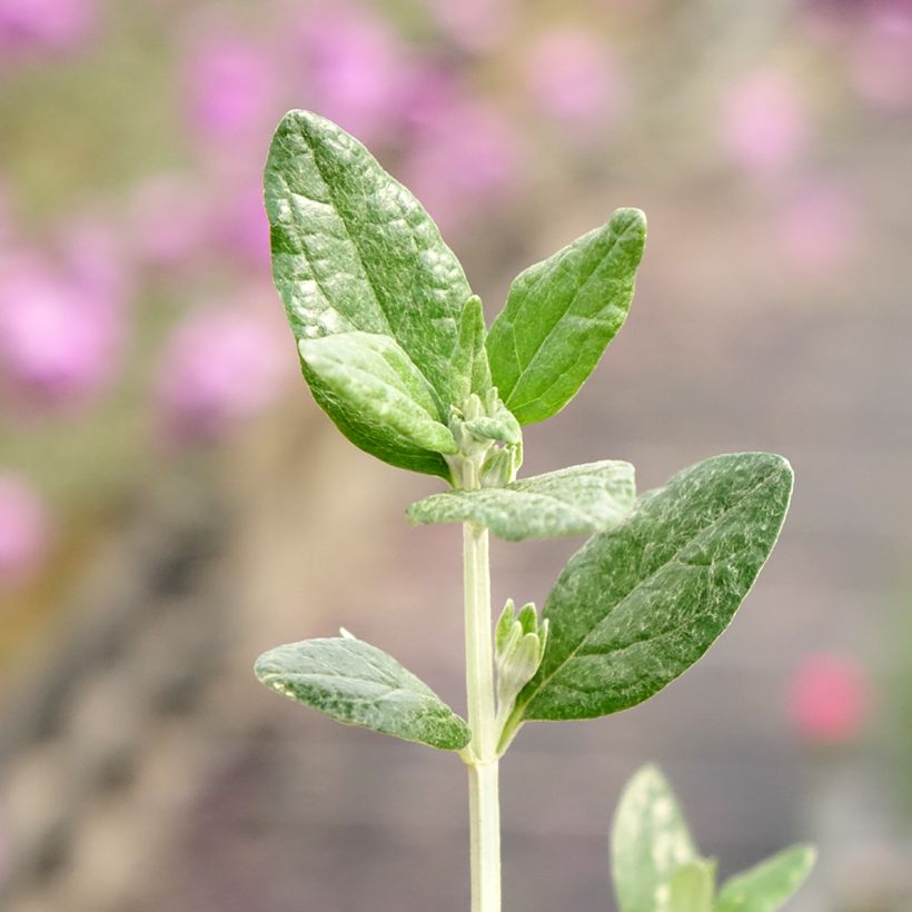 Teucrium fruticans Selection Erecta (Folhagem)