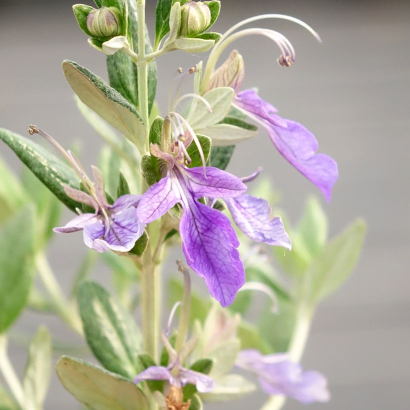 Teucrium fruticans Selection Erecta (Floração)