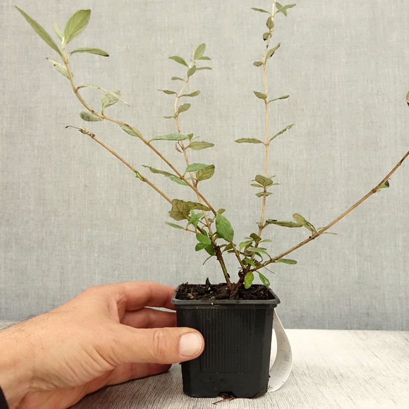 Amostra de Teucrium fruticans Selection Erecta Vaso de 8/9 cm tal como entregue no outono