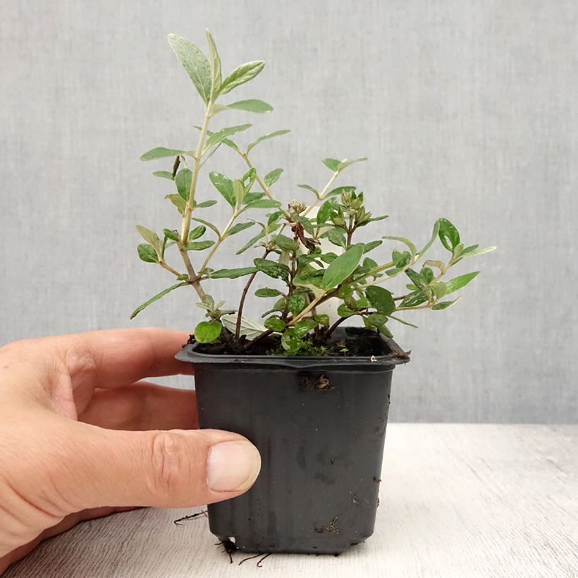Amostra de Teucrium fruticans Selection Erecta Vaso de 8/9 cm tal como entregue no verão