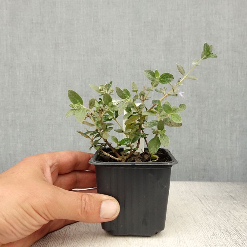 Amostra de Teucrium fruticans Selection Erecta Vaso de 8/9 cm tal como entregue na primavera