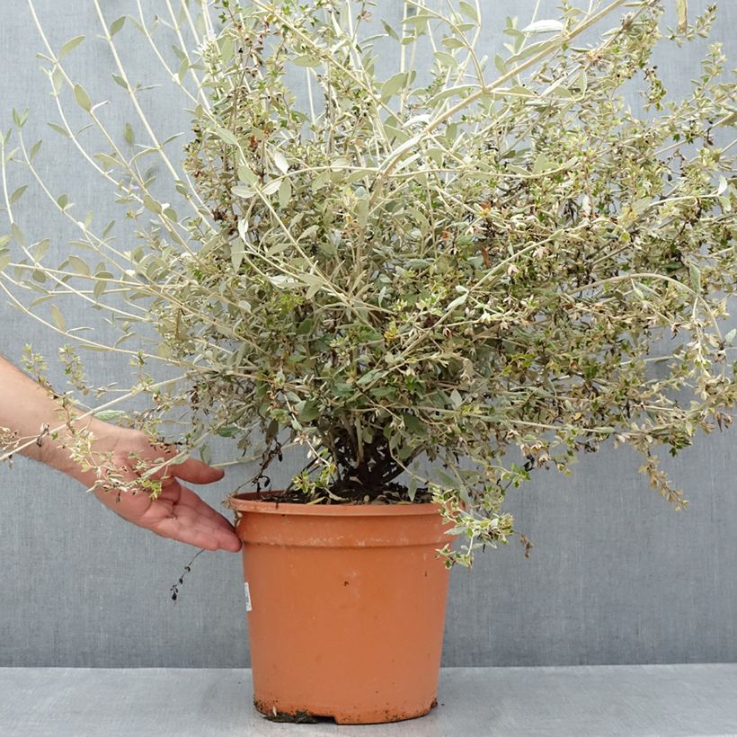 Amostra de Teucrium fruticans Selection Erecta Vaso de 7,5 L/10 L tal como entregue no verão