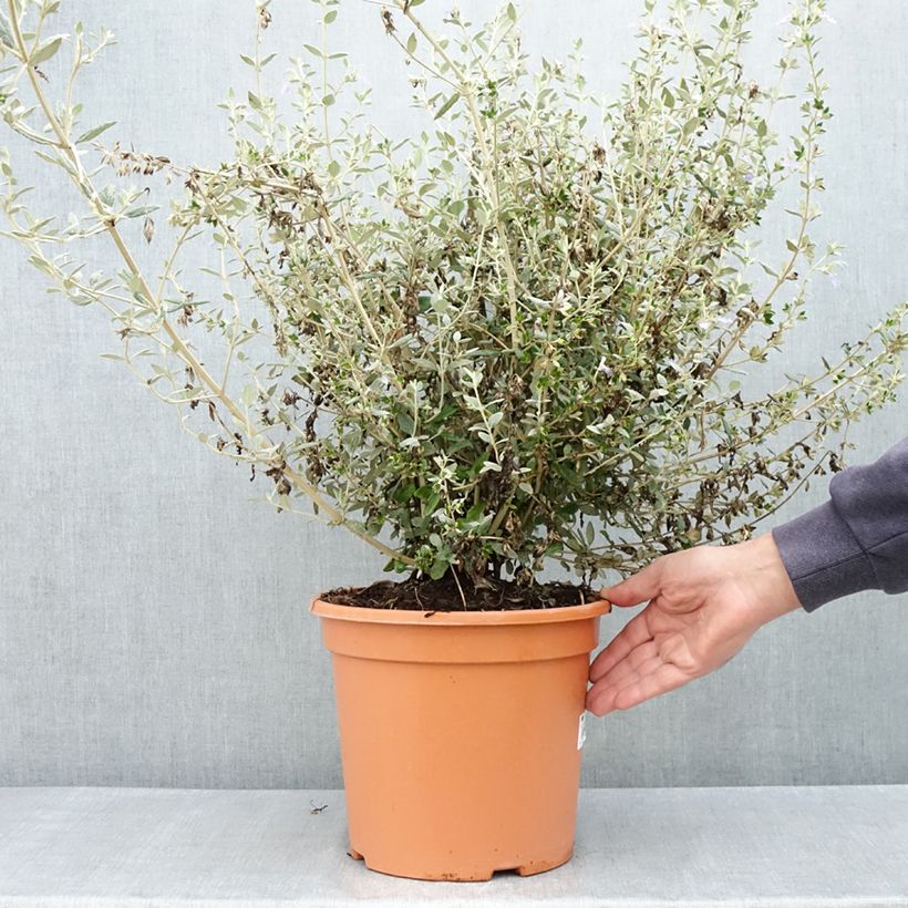 Amostra de Teucrium fruticans Selection Erecta - Germandrée arbustive Vaso de 7,5 L/10 L tal como entregue na primavera