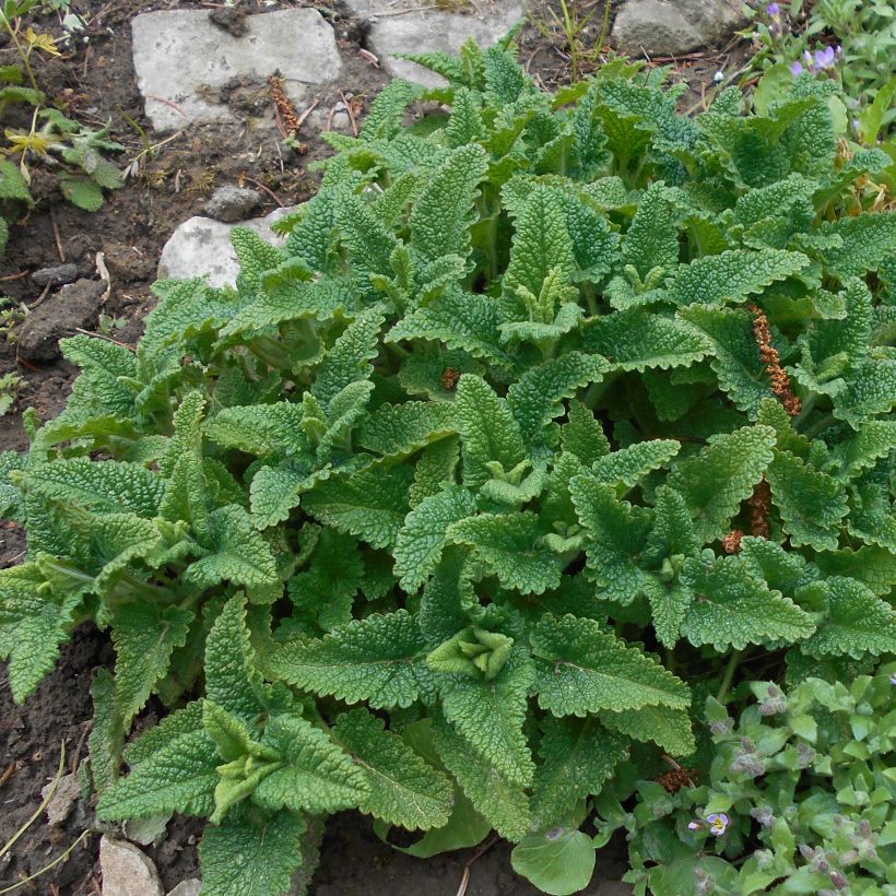 Teucrium hircanicum (Folhagem)