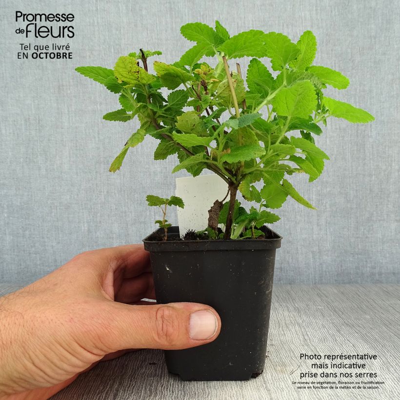 Amostra de Teucrium hircanicum Vaso de 8/9 cm tal como entregue no outono