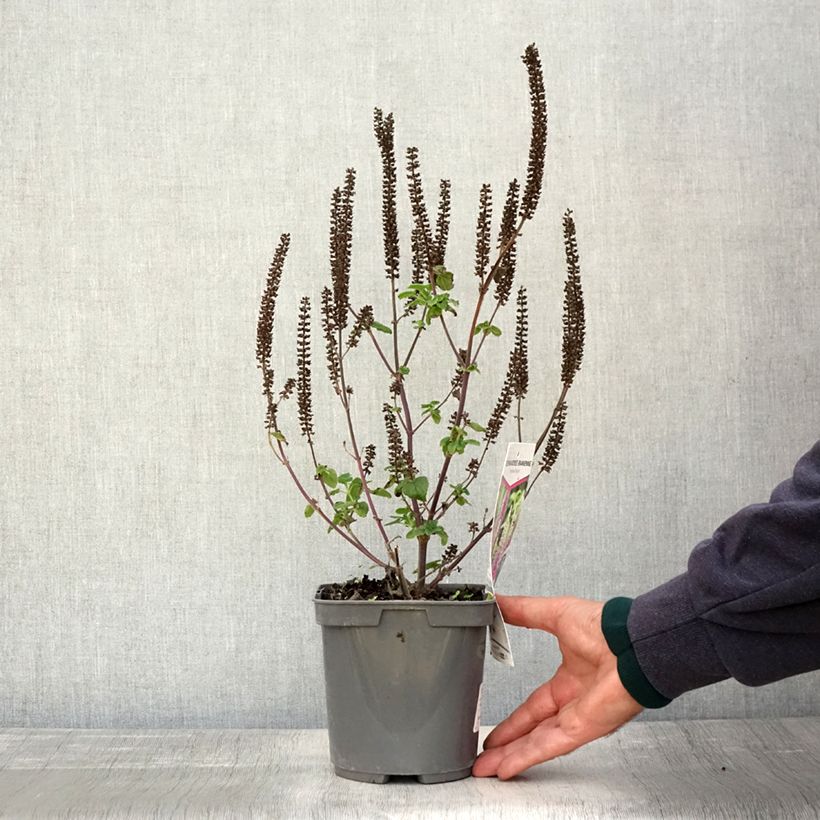 Amostra de Teucrium hircanicum Paradise Delight Vaso de 2 L/3 L tal como entregue no outono