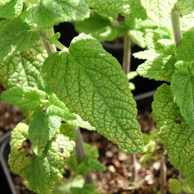 Teucrium hircanicum Paradise Delight (Folhagem)