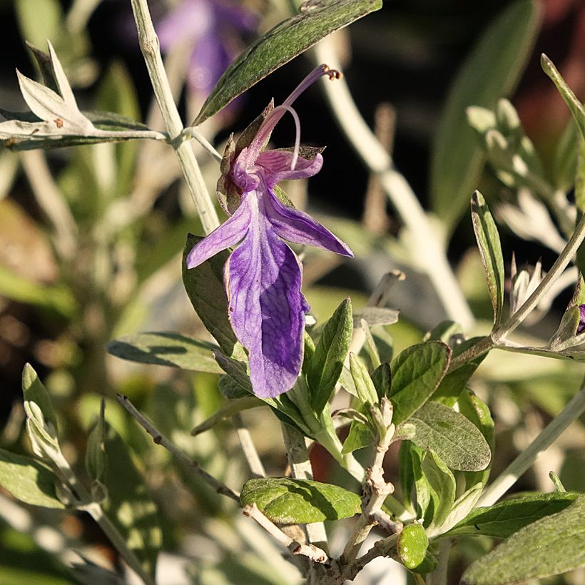 Teucrium Indyho (Floração)