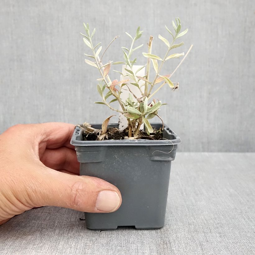 Amostra de Teucrium Indyho Vaso de 8/9 cm tal como entregue no outono