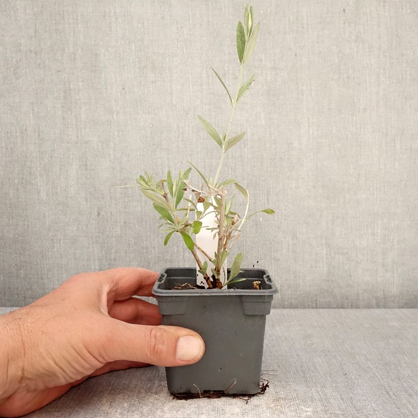 Amostra de Teucrium Indyho Vaso de 8/9 cm tal como entregue na primavera