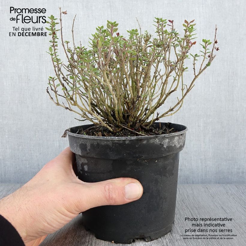 Amostra de Teucrium × lucidrys Vaso de 2 L/3 L tal como entregue no outono