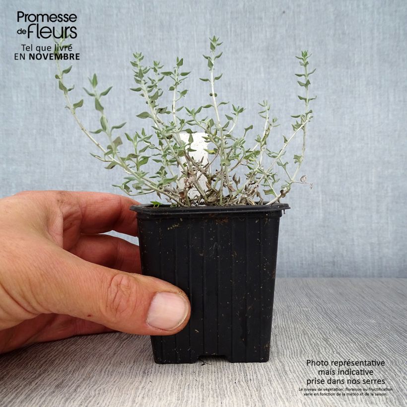 Amostra de Teucrium marum Vaso de 8/9 cm tal como entregue no outono