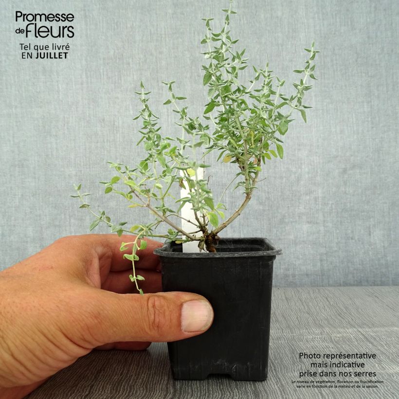 Amostra de Teucrium marum Vaso de 8/9 cm tal como entregue no verão