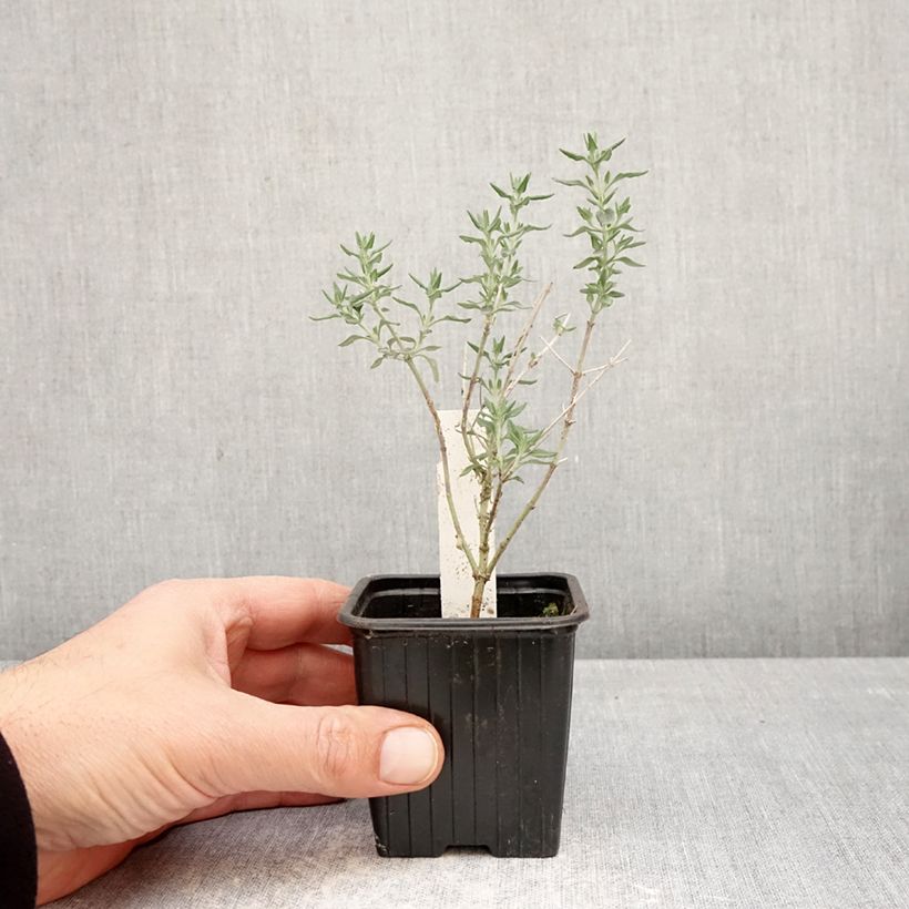 Amostra de Teucrium marum Vaso de 8/9 cm tal como entregue na primavera